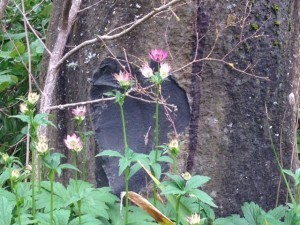 monarda (maybe) 5.10.13