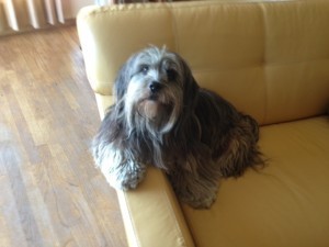 And this is Burnsie, wondering why we haven't gone on walkies yet.