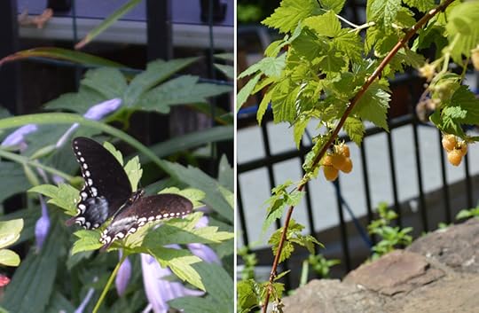 Butterfly and berries
