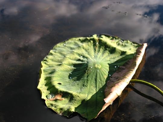 Lily Pad