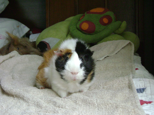 In this photo, Mortemer (looking right at you) and Danger Crumples are vigilantly and nonchalantly standing on my bed in the house I rented in Hattiesburg, Mississippi. That house was very, very close to the little line that designates the path the tornado took one week ago…so I’m pretty sure it has been damaged. Thankfully, I’ve heard from many people about how they are totally okay, although several have severely postponed jobs because of roofs gone missing. If any place knows how to clean up after some seriously unexpected damage though, it’s South Mississippi.