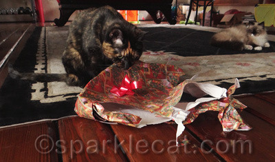 She also tried to eat the ribbon before my human took it away