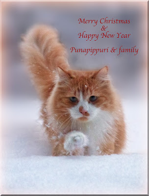 Punapippuri