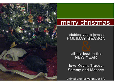 Animal Shelter Volunteer Life