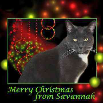 Savannah's Paw Tracks