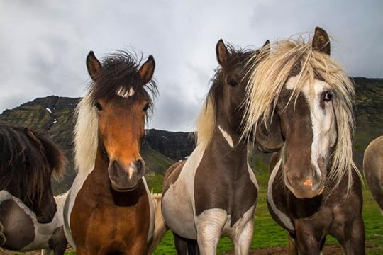 Icelandic Horses