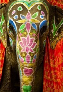 elephant close up