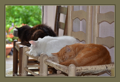 Napping on a rainy day.
