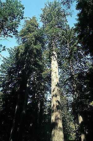 Sequoia sempervirens in Redwood National Park