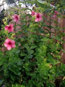 flowers