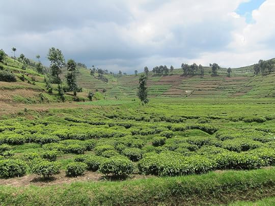 Tea Fields of Rwanda