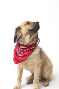 Tucker_0007
