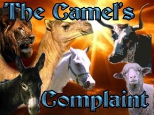Camel