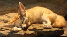 800px-2009-03-07Vulpes_zerda024