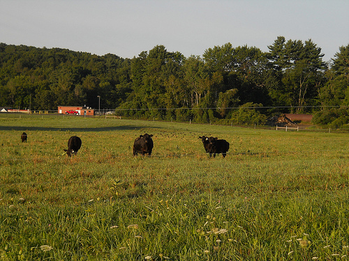steers watching
