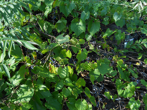 wild grapes