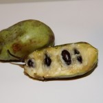 Paw paw, a wild, creamy fruit