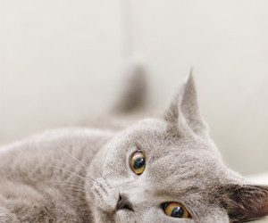 health_tips_for_senior_cats