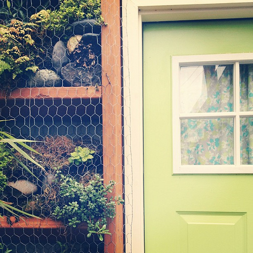 Loving our wall garden that is maturing slowly but surely!