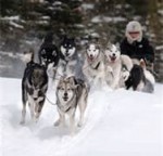 homestead, Alaska, fiction, Song of the Yukon