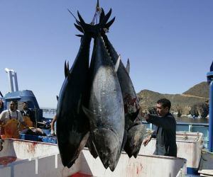 bluefin-tuna