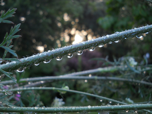 raindrop sunrise