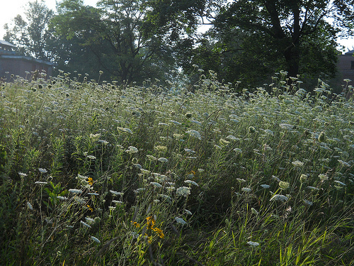 Queen Anne's lace meadow