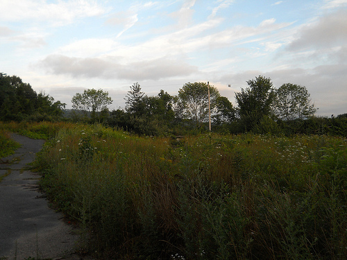 morning meadow