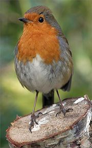 European Robin