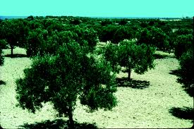 The Olive Groves of Lepti Minus