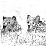 bears in the grass