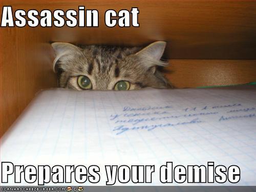 assassincat Query Letter Humor: My Pet Cat Wants to Kill Me