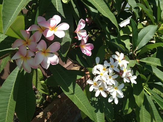Plumeria