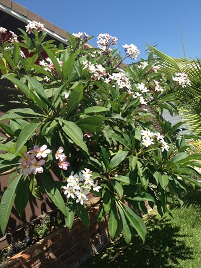 plumeria 2