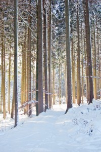 Tall Spruce Trees in snowy Forest