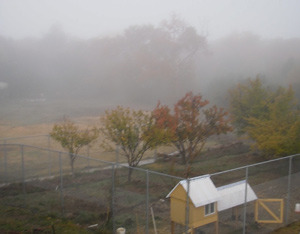 a view of the fog from the porch