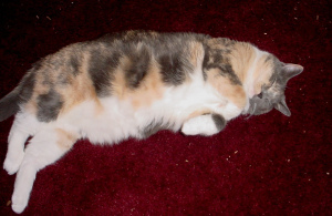 Contented kitteh is contented.