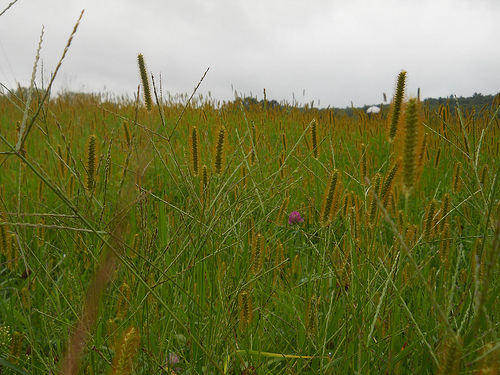 foxtail grass