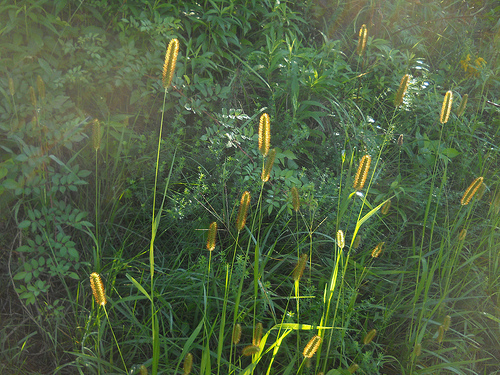 foxtail grass