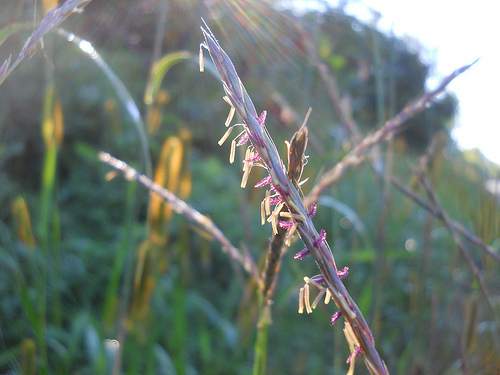 grass, "small things", sunlight, "early morning"