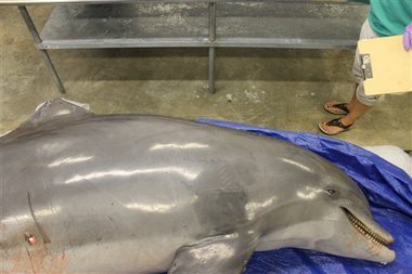 Dolphin-Mississippi-death.jpg