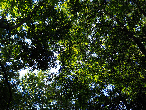 leaves