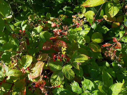 blackberries