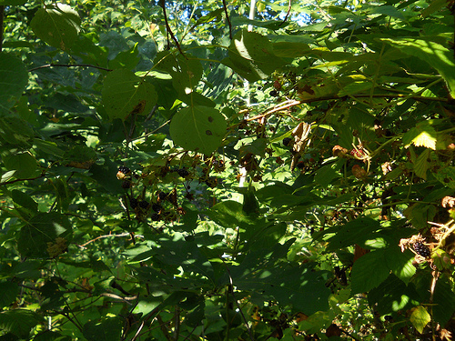 fruits in the shadows