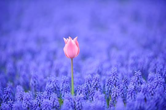 Local Japan Times / Flickr