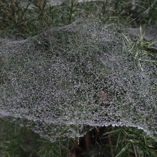 spiderwebs