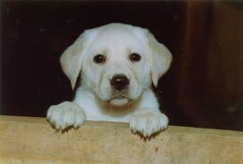 labrador puppy
