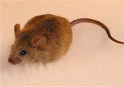 mouse2