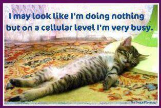  photo cat1_zps747ebd04.jpg