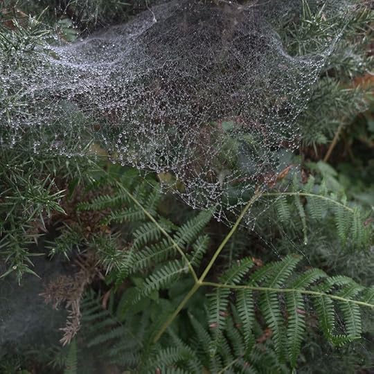 spiderwebs